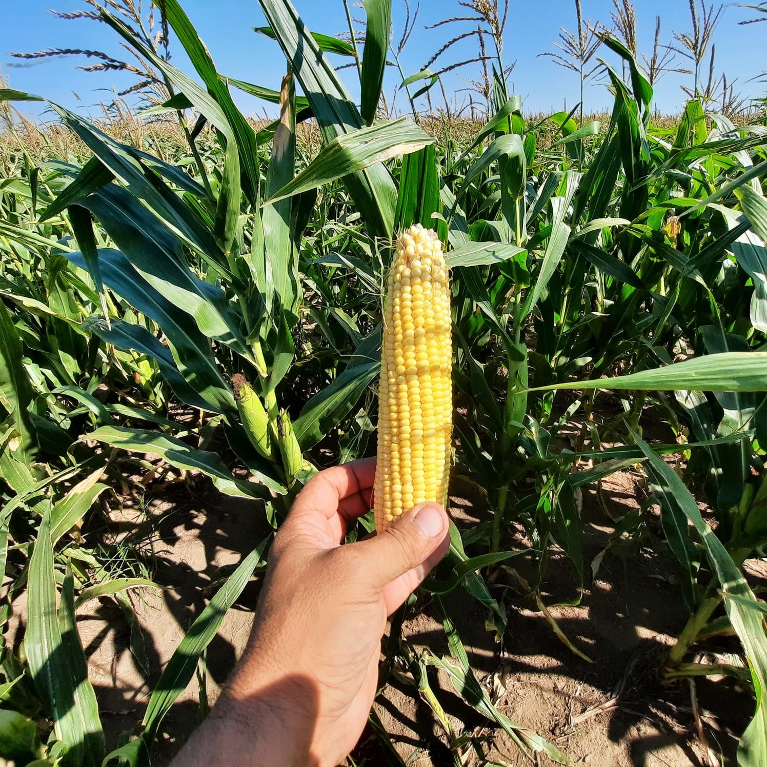 Campaña estival 2023/24 en Córdoba: El Spiroplasma jaquea al maíz que esperaba duplicar su producción