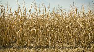 La sequía recorta 8 Mt en maíz y limitaría a la soja a 40 Mt señala la BCR