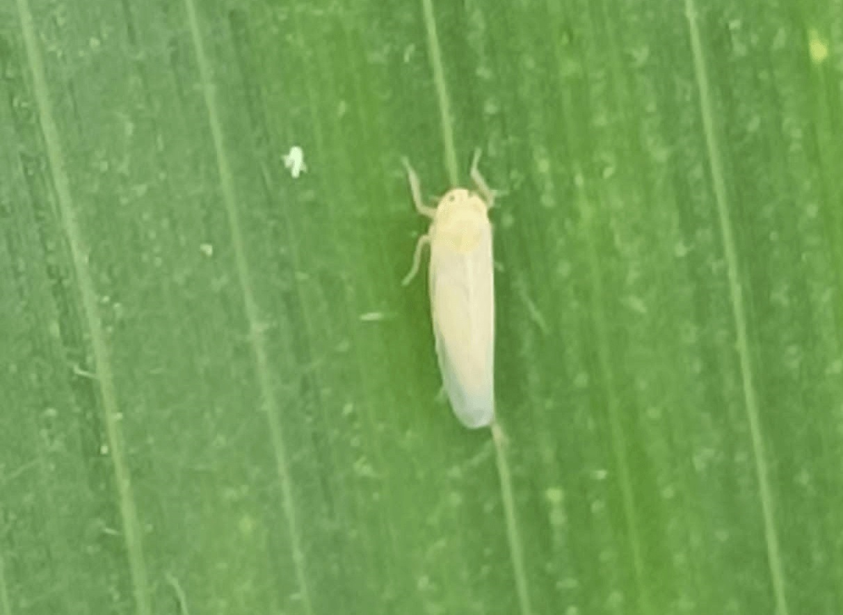 Chicharrita del maíz: el Gobierno trabaja en la aprobación de insecticidas para combatir la plaga
