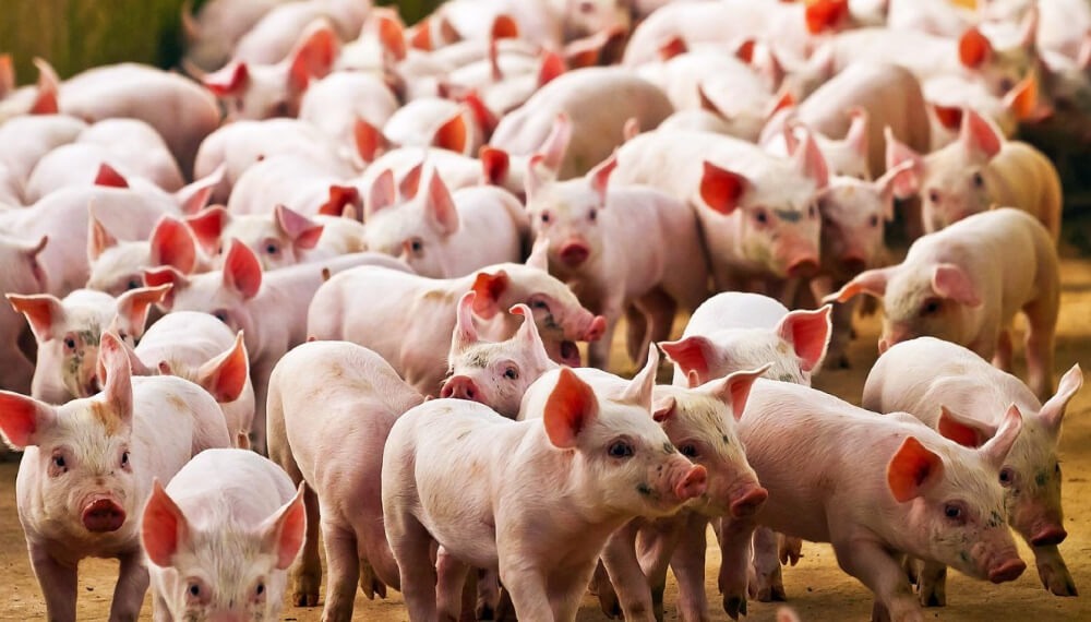 Fundación Mediterránea: fuerte caída de los márgenes en la producción porcina