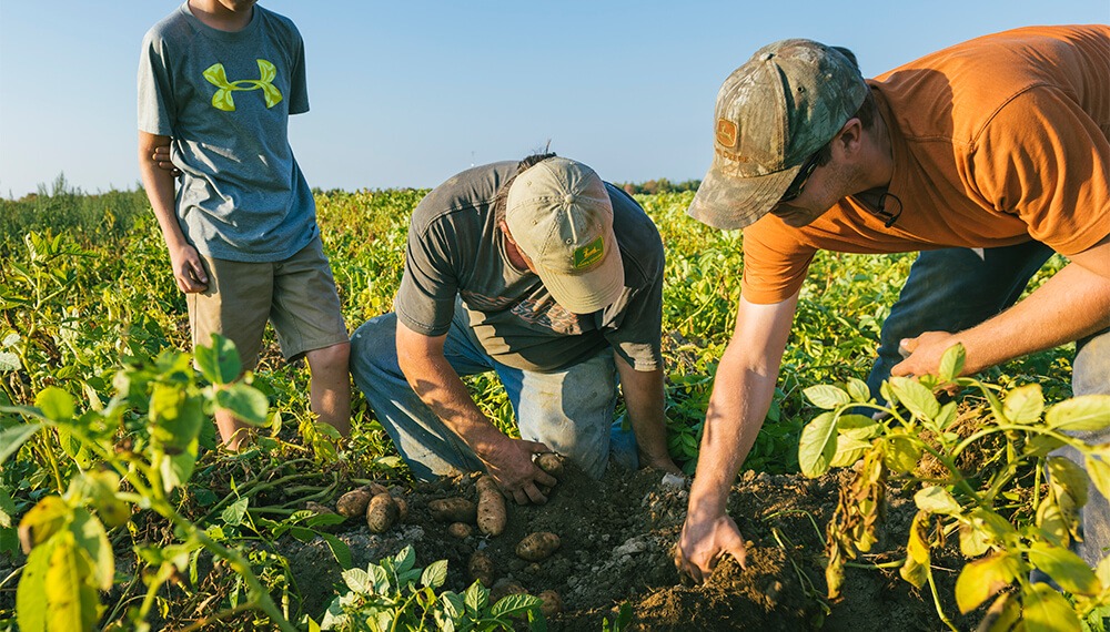 ¿En qué andan las empresas agrícolas? según Zorraquin Meneses