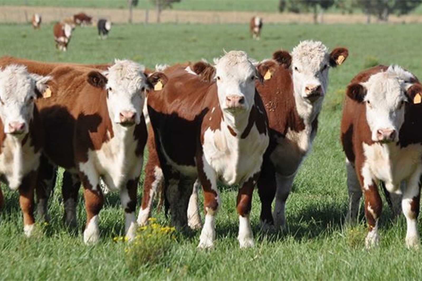 Novillo Mercosur: la Argentina y Uruguay, empatados en precio