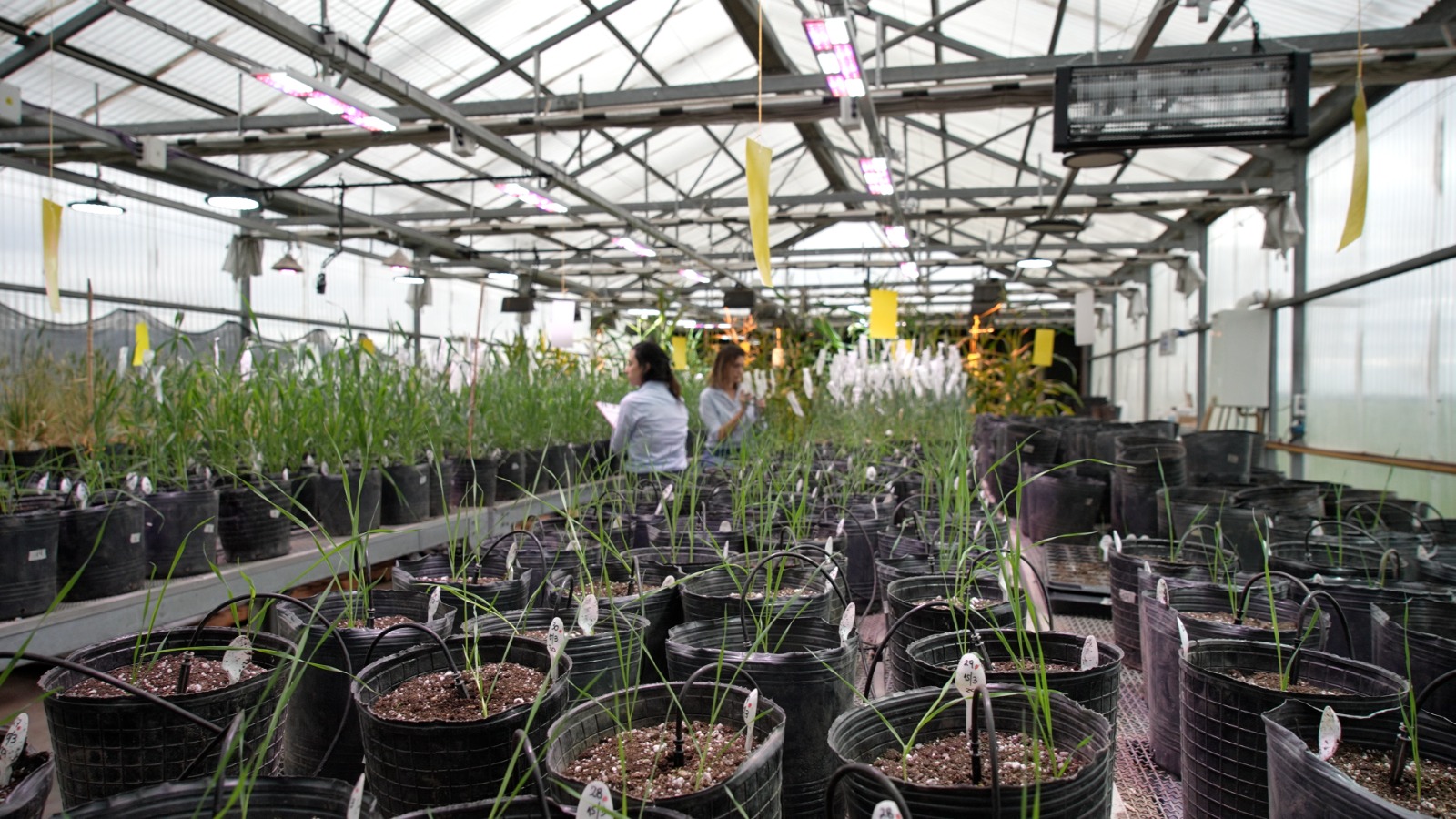 Una empresa argentina lanza al mercado una variedad de trigo obtenida con la tecnología doble haploide