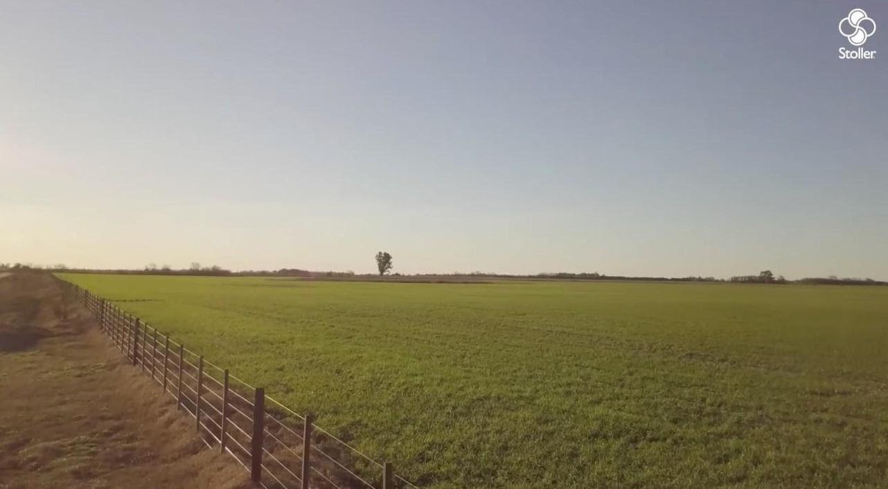 BlueN en trigo, la eficiencia del nitrógeno atmosférico para aspirar a altos rendimientos