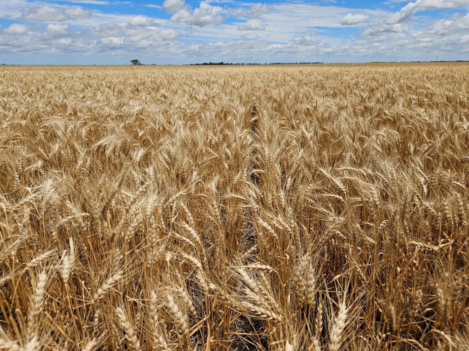 Córdoba: Por las lluvias de abril, aumenta la intención de siembra de trigo y garbanzo