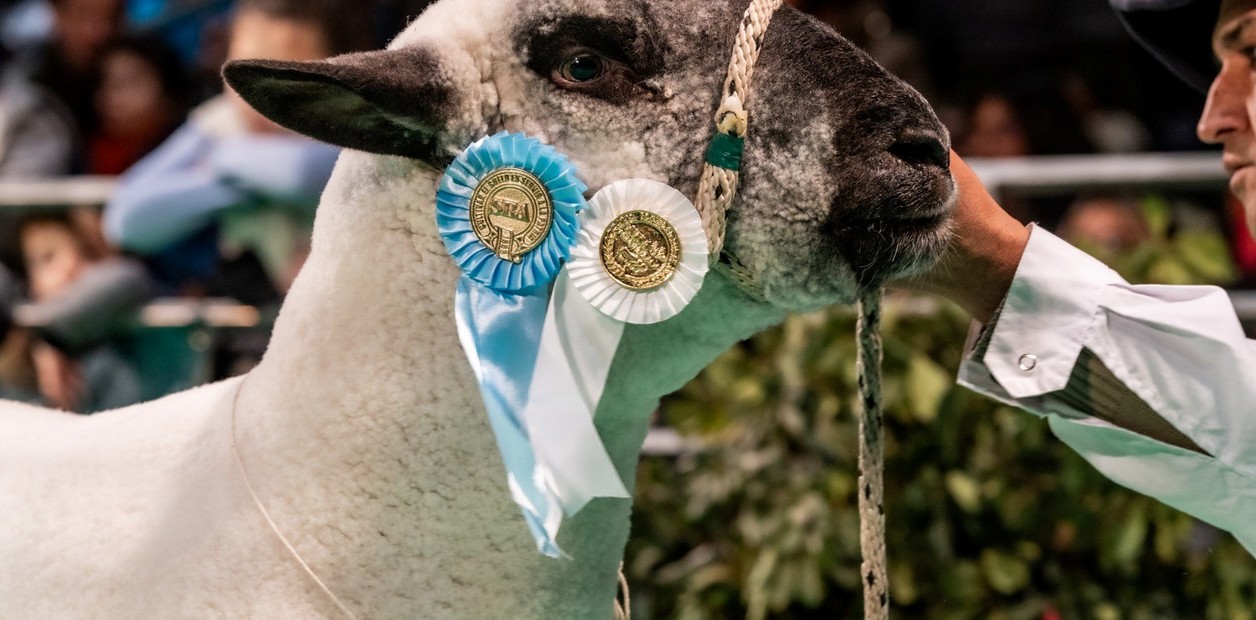 Más de 1000 animales desfilarán en la NACIONALES de Corrientes