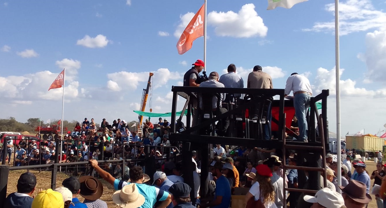 Remate de reproductores en Agronea: gran oportunidad en precios y financiación