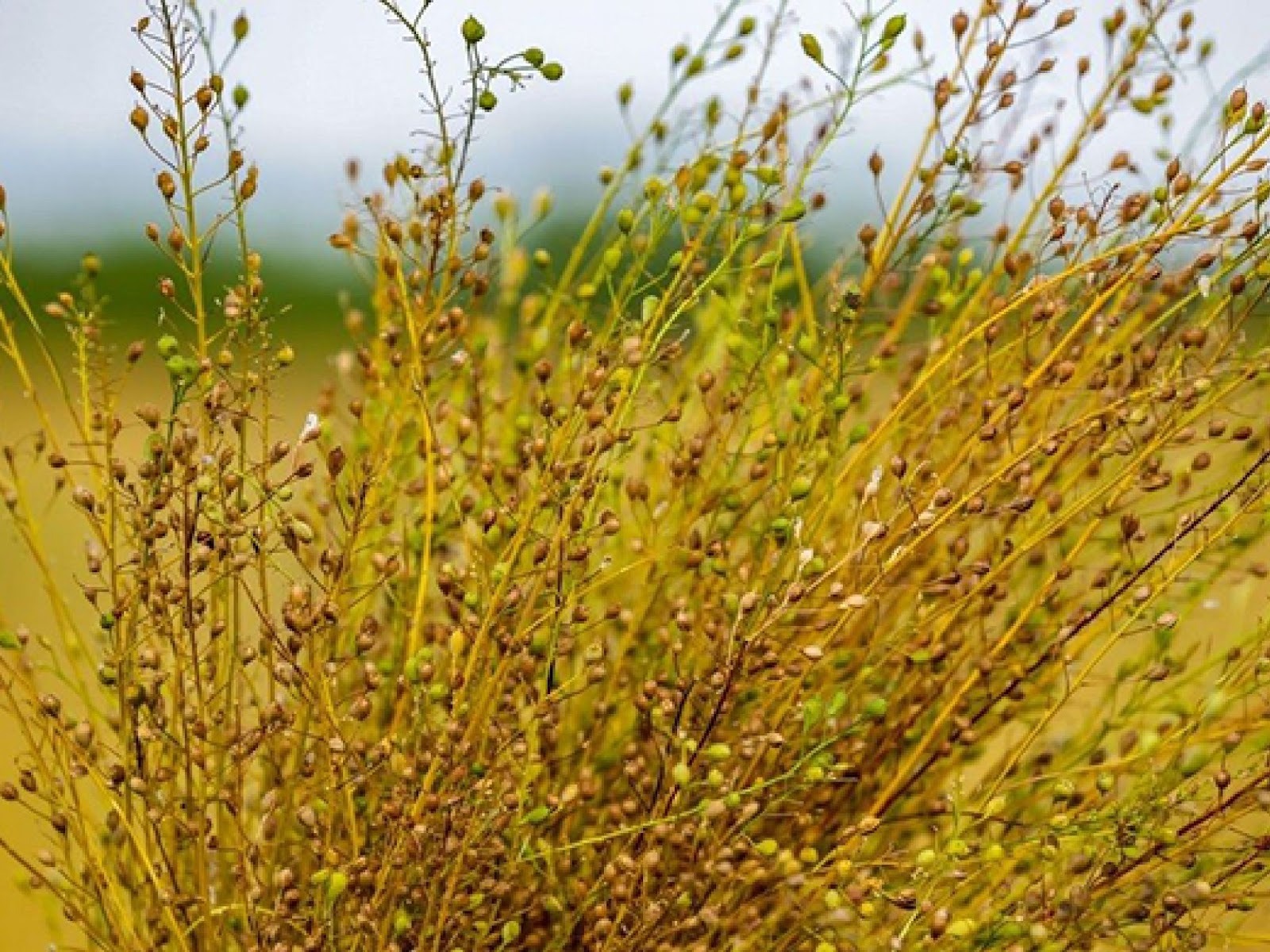 Puentes verdes* con camelina: la oportunidad de los biofuels en la agricultura argentina