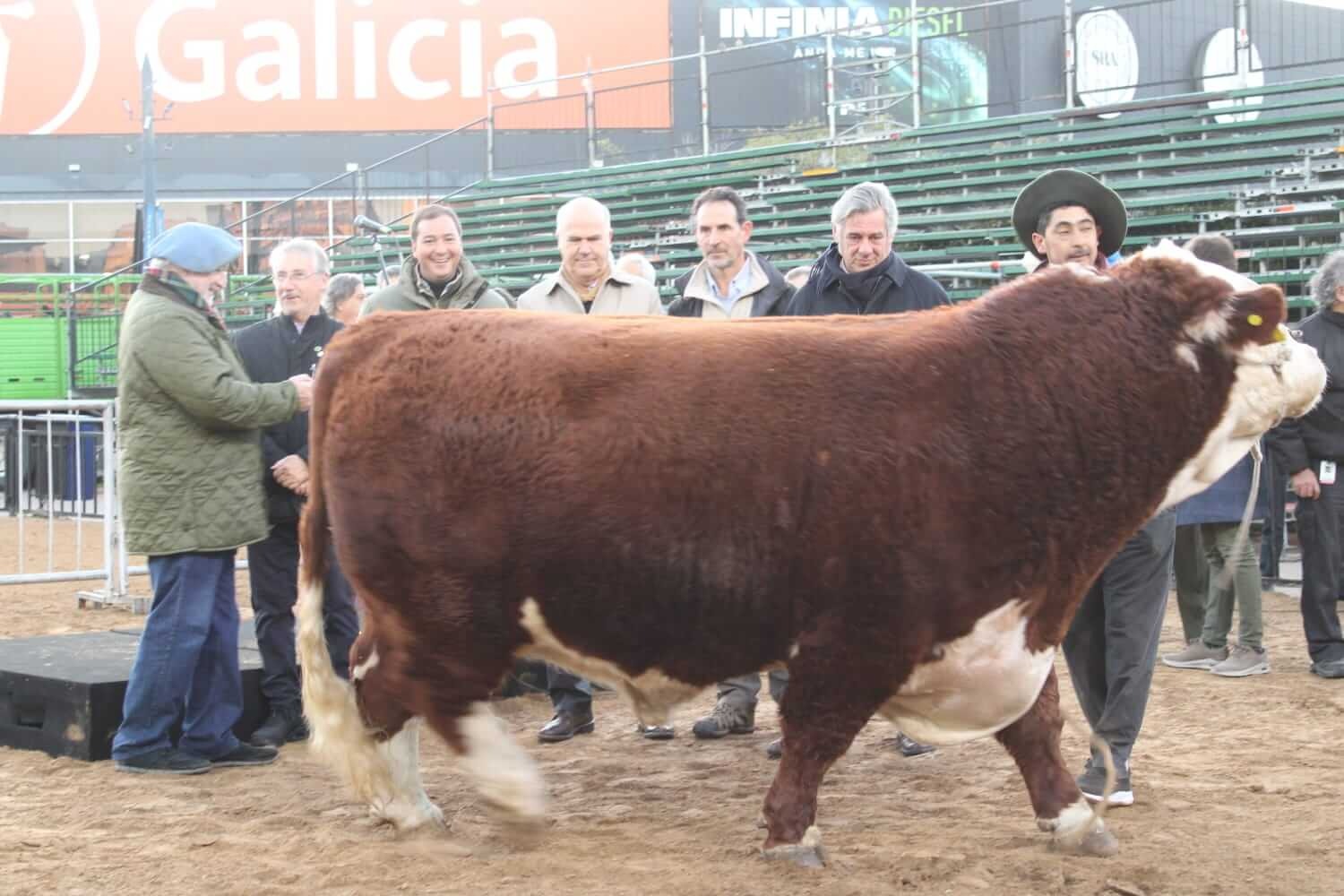 RURAL 2024: Un toro Polled Hereford fue el primer animal que ingresó a la tradicional muestra agropecuaria