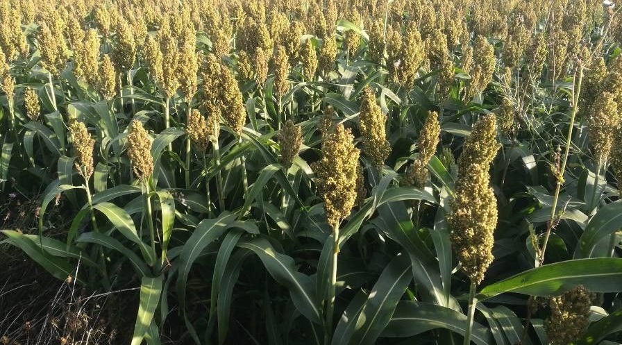 Bueno para el campo: cae abajo del 50% las chances de otra Niña