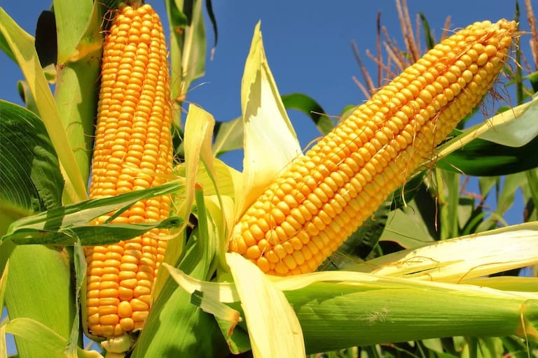 Comenzó la floración del maíz temprano y el 21% tendría casi asegurado buenos rindes
