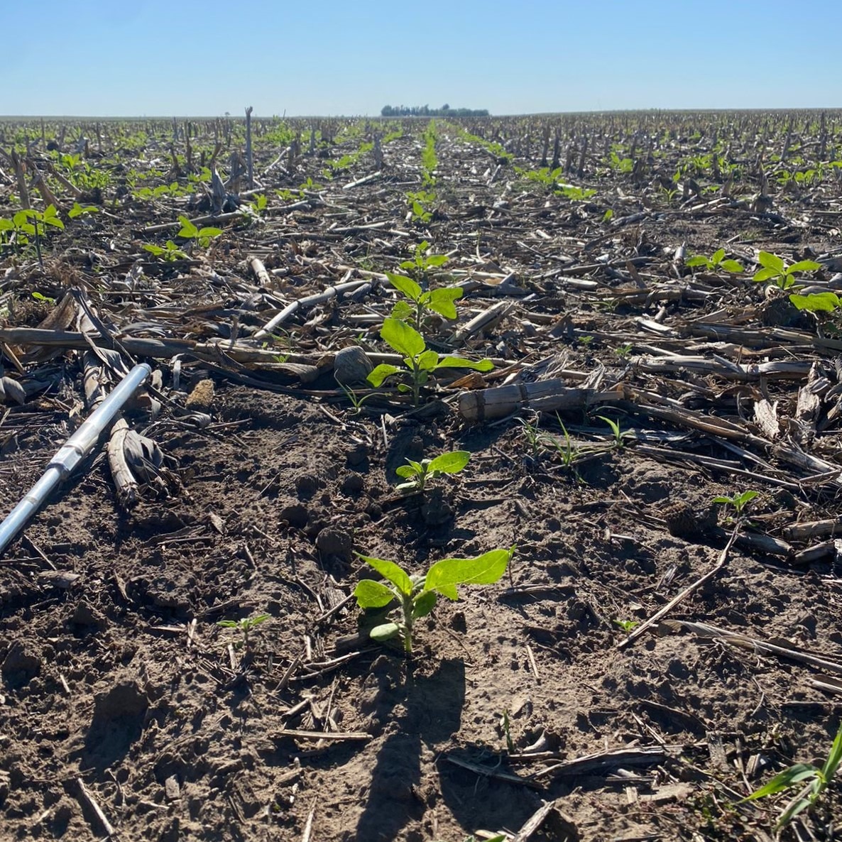 La Pampa: Las lluvias impulsan la siembra de girasol y maní y crece la superficie destinada a estos cultivos