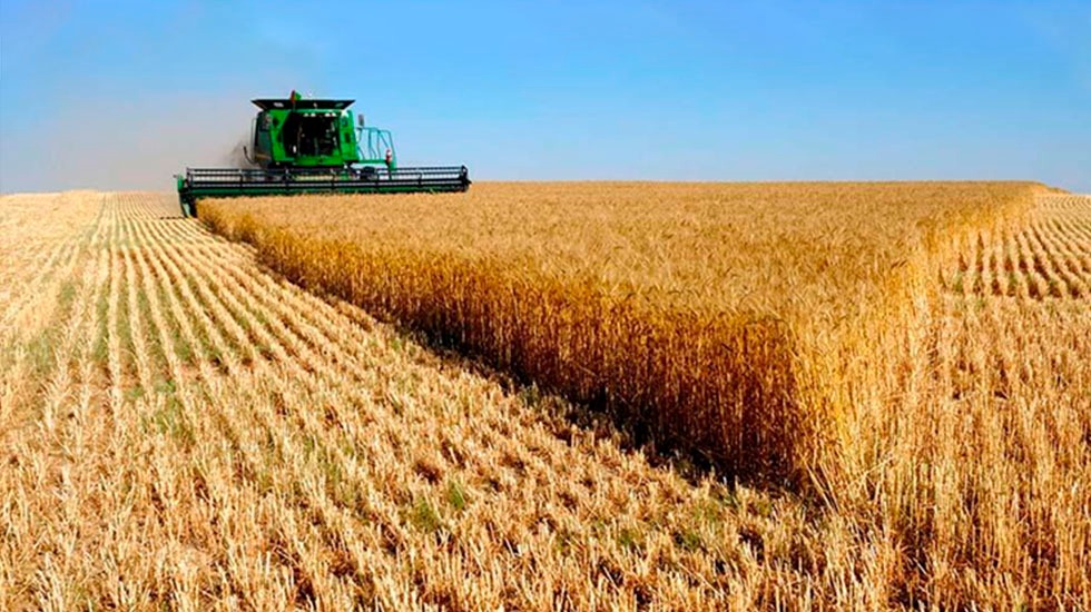 Casi concluida la cosecha de trigo, la región núcleo obtiene una producción de 4,8 Mt