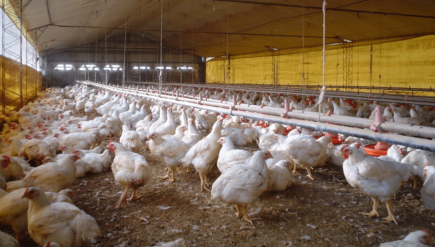 Filipinas abre sus puertas para el ingreso de las carnes argentinas de pollo y de cerdo