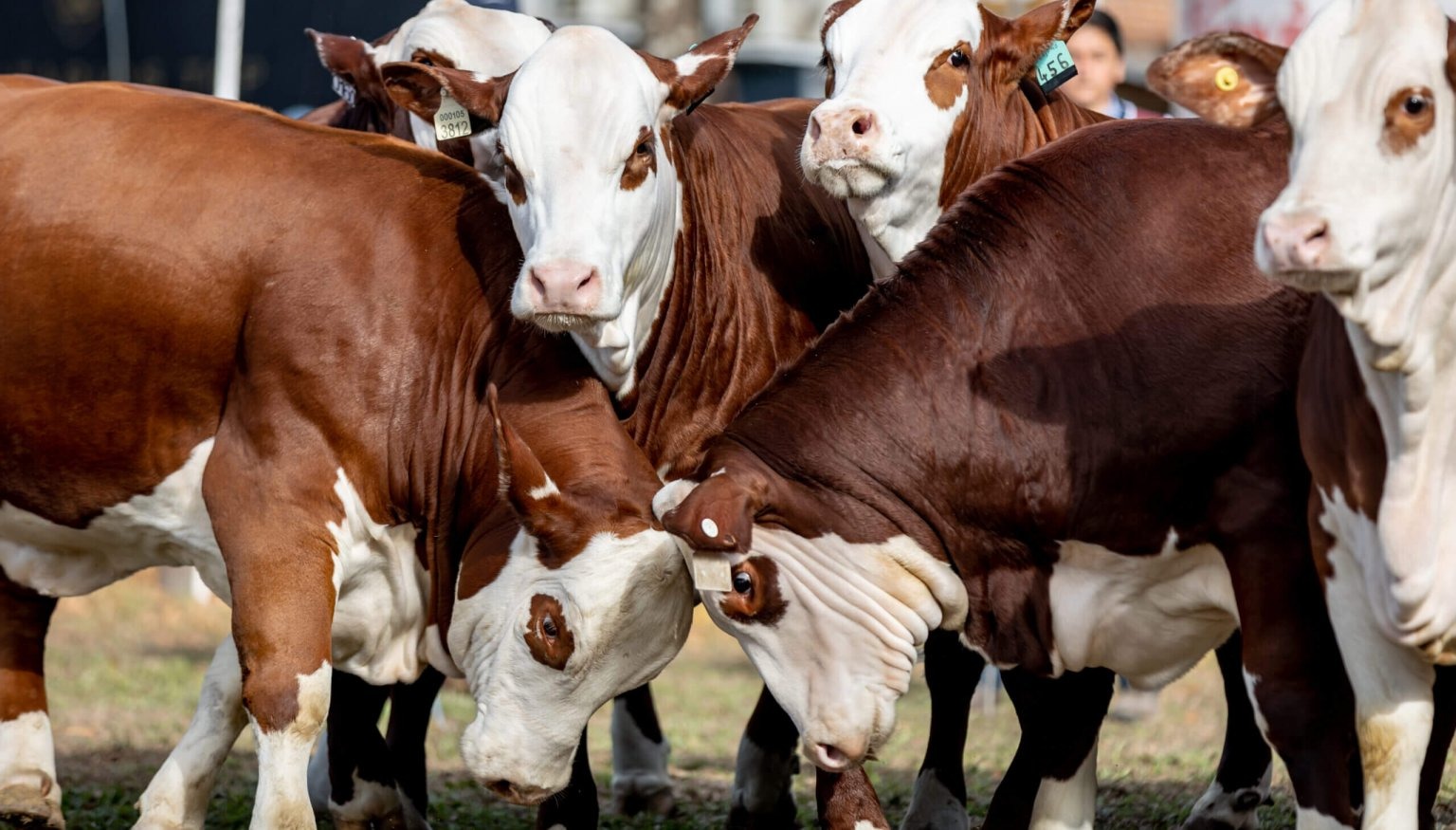 Los Braford “avanzan” hacia San Nicolás: Expoagro 2025 tendrá un debut ganadero