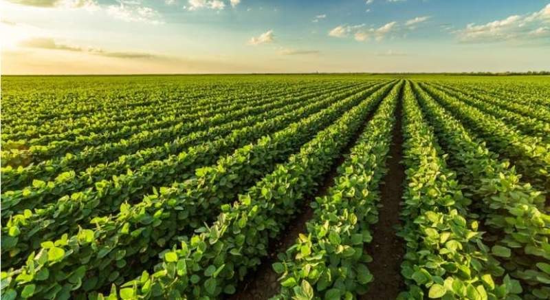 Expectativas entre los productores con lotes por encima de los 40 qq/hh con la llegada de las lluvias 