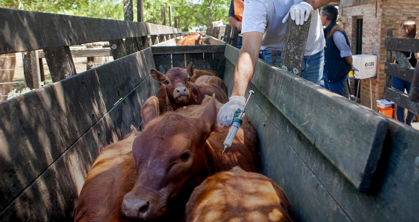 Comienza la campaña anual de vacunación contra la fiebre aftosa en 2025