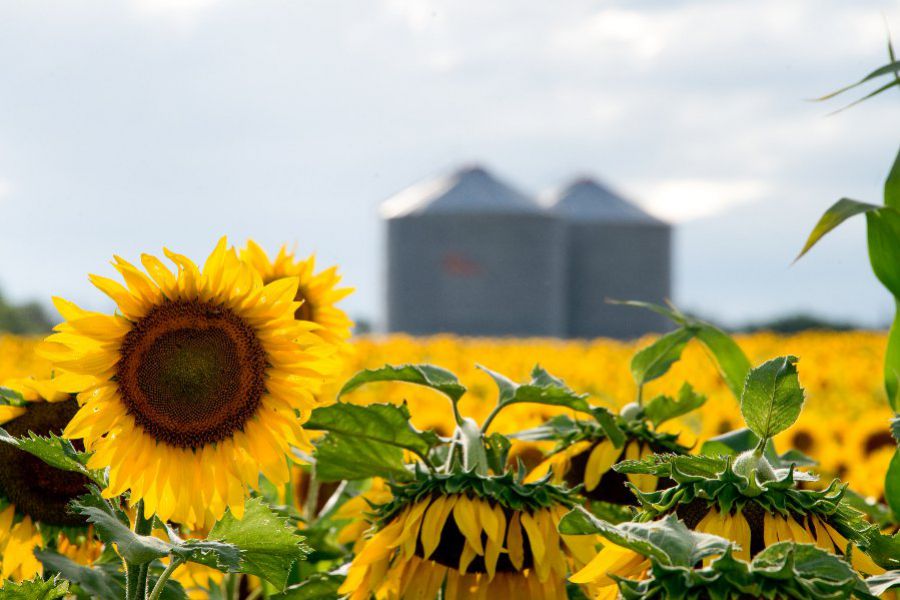 Girasol con cosecha récord, pero el exceso de lluvias preocupa a los productores