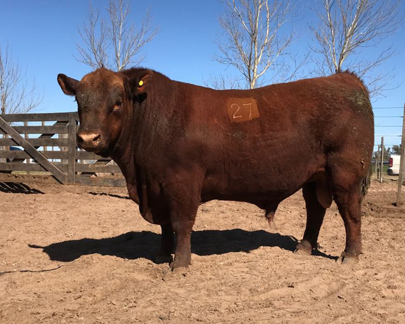 19° Prueba Pastoril Test del Río Quinto: el 8 de octubre subasta de los toros seleccionados
