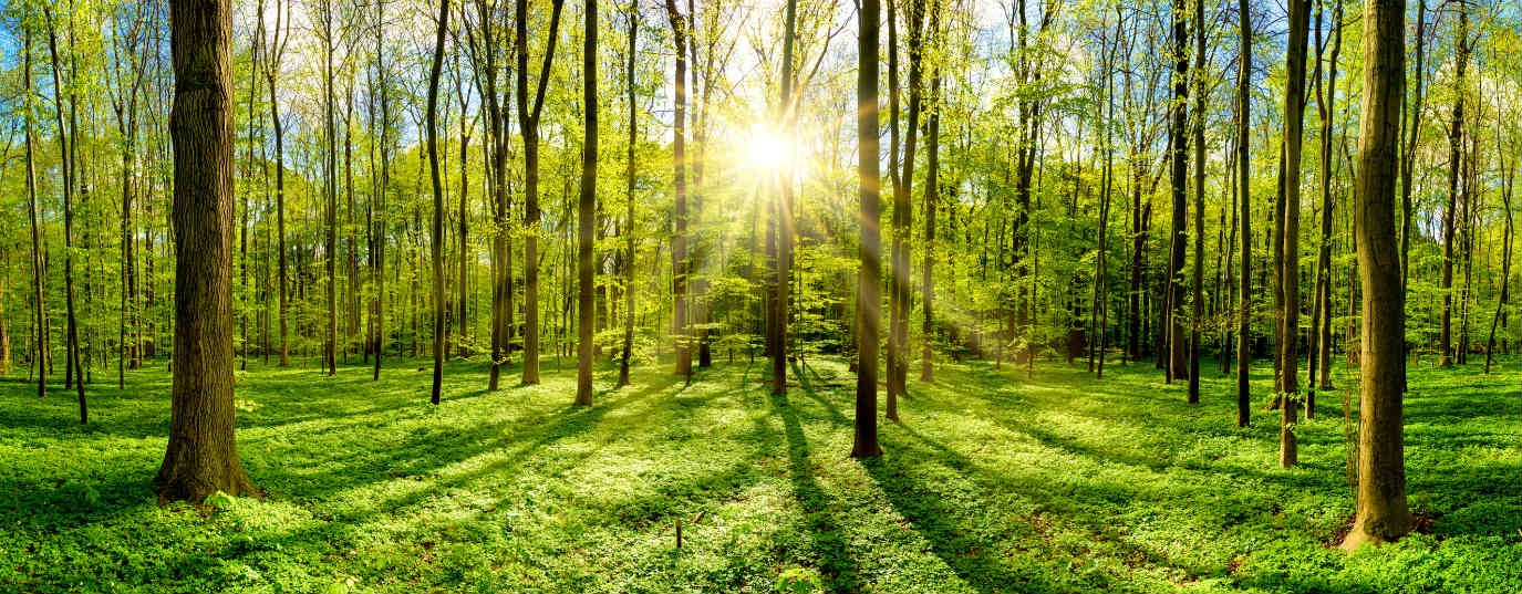 Día Mundial de los Bosques: un ecosistema que hace sinergia con la miel y la ganadería