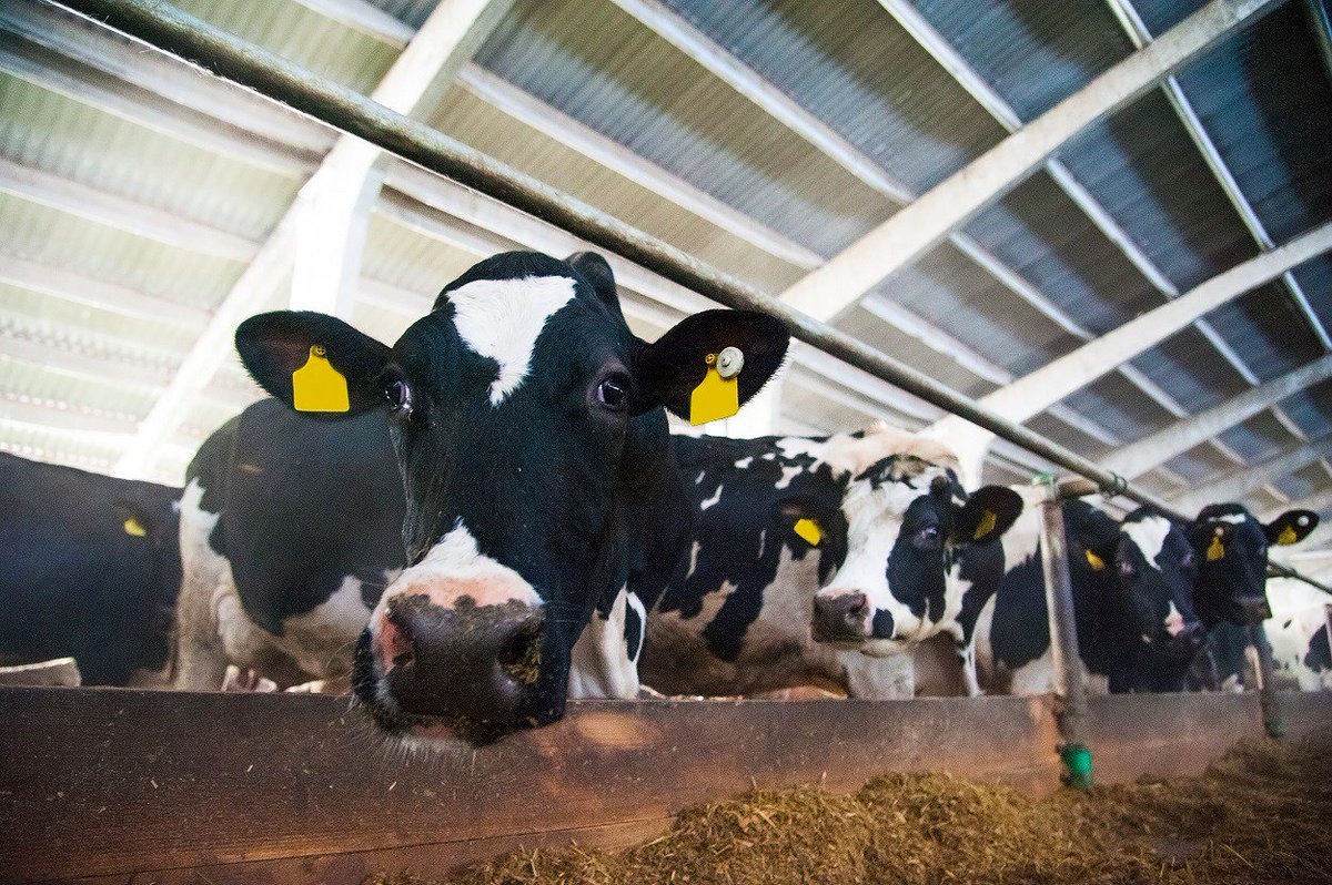 Negocio ganadero: El consumo interno se recupera mes a mes y hoy representa cerca del 75% del destino de la carne