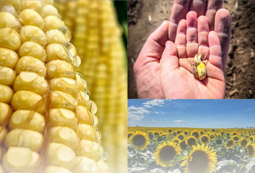 Los cultivos estivales se recuperan y el girasol apunta a una producción récord