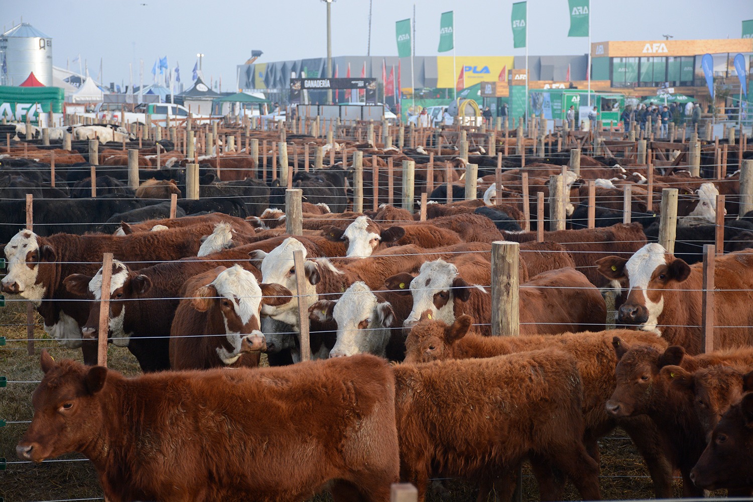 Ganadería en AgroActiva: comenzaron las inscripciones