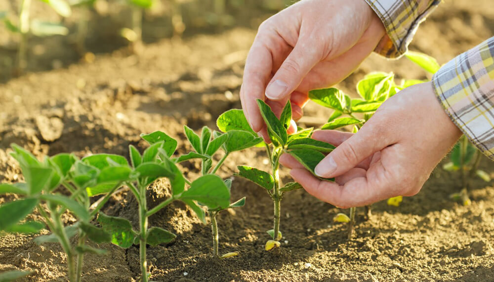 Avance biotecnológico: desarrollan un biofertilizante que potenciaría la producción de soja en un 6%