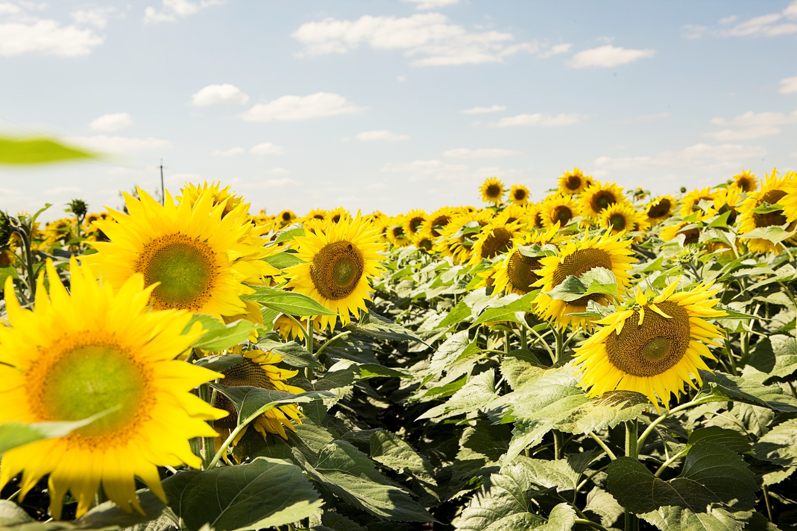 BASF lidera las redes de girasol con su nuevo híbrido InSun® 2277 CL y genera expectativas positivas en el sector