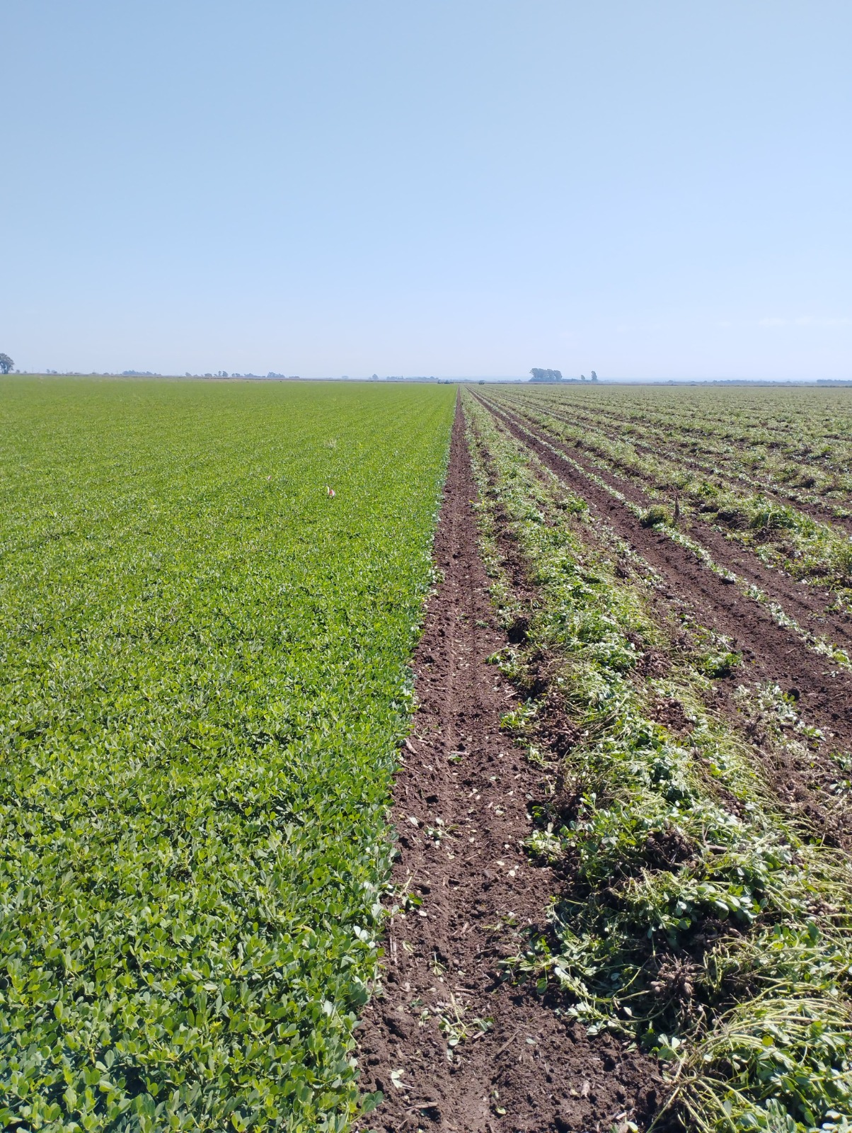 Rizobacter lanza RIZOSPRAY PRO MANÍ: el primer adyuvante funcional del mercado