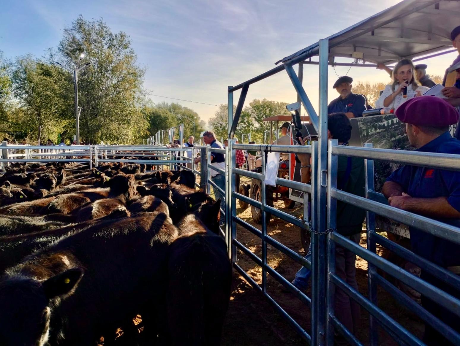 El primer remate de 70 Terneras Angus Certificadas logró un máximo de $4.750 por kilo