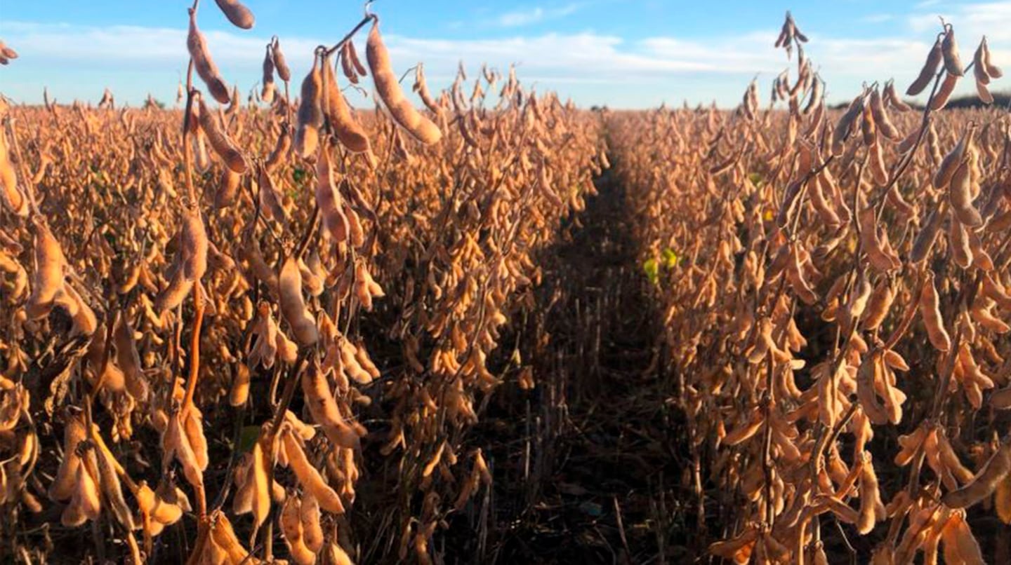 Se mantiene la producción de soja en 48,6 Mt y hay lotes en la zona núcleo de 60 qq/hectárea