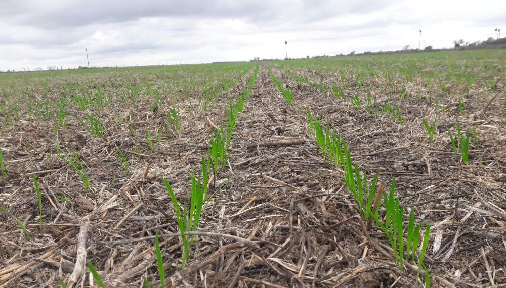Trigo: con el atraso de la fecha de siembra, disminuyeron la producción en grano y biomasa aérea