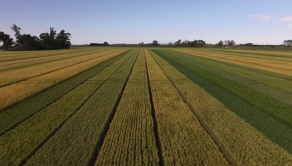 Córdoba se prepara para su mayor siembra de trigo en casi dos décadas