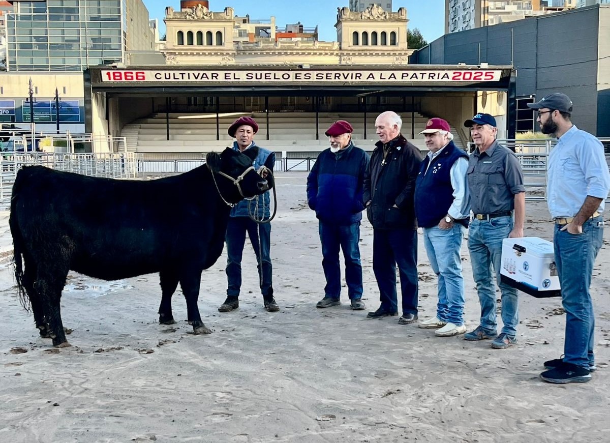 “India” es el primer animal en ingresar a la 82º Expo Angus de Otoño 2025