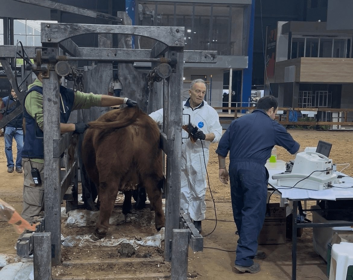 Palermo: dieron comienzo las juras de clasificación que consagrarán a los mejores reproductores Angus