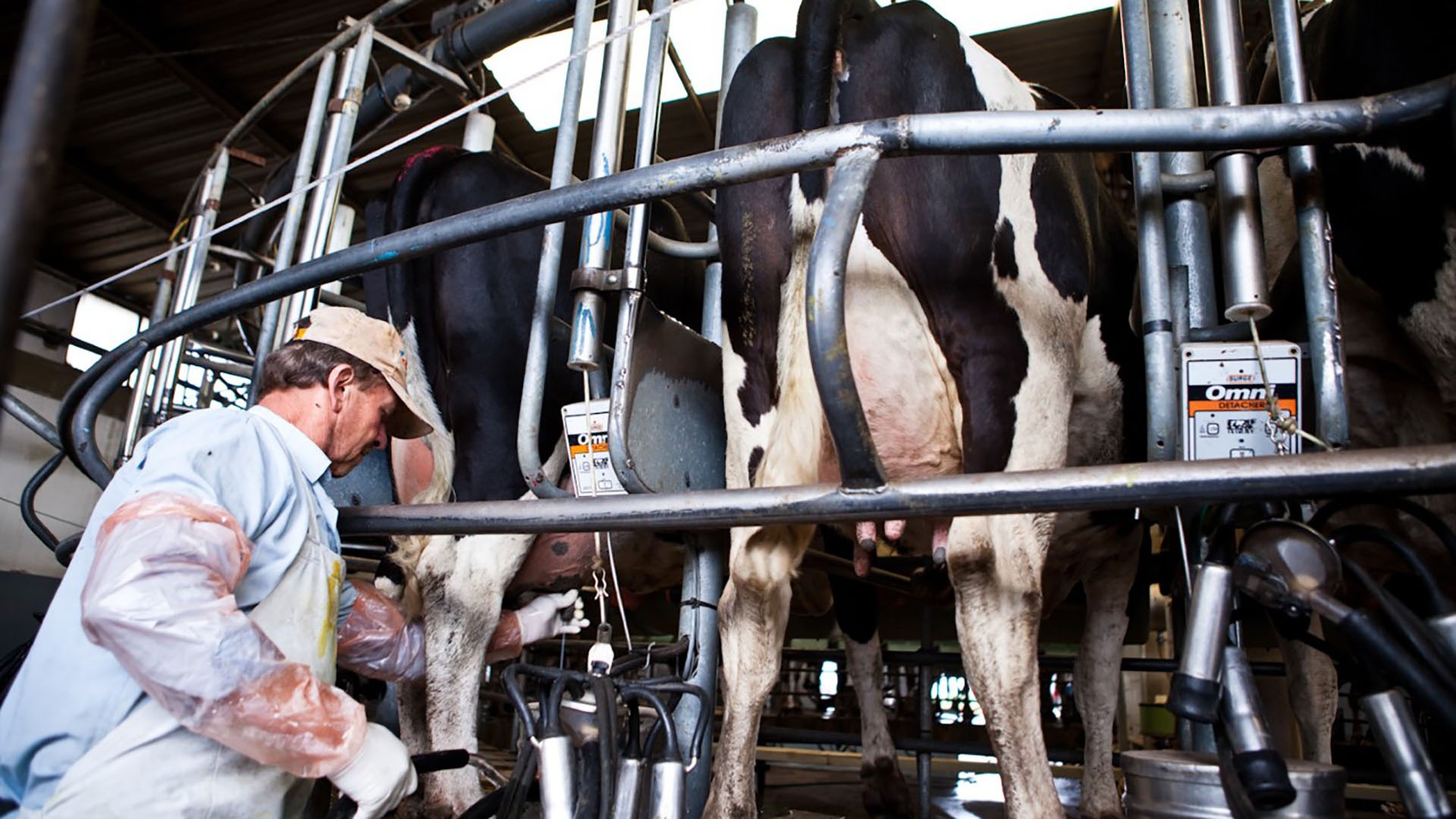 Las ventas lácteas crecieron 15,4% y el consumo aumentó 14% en el primer cuatrimestre