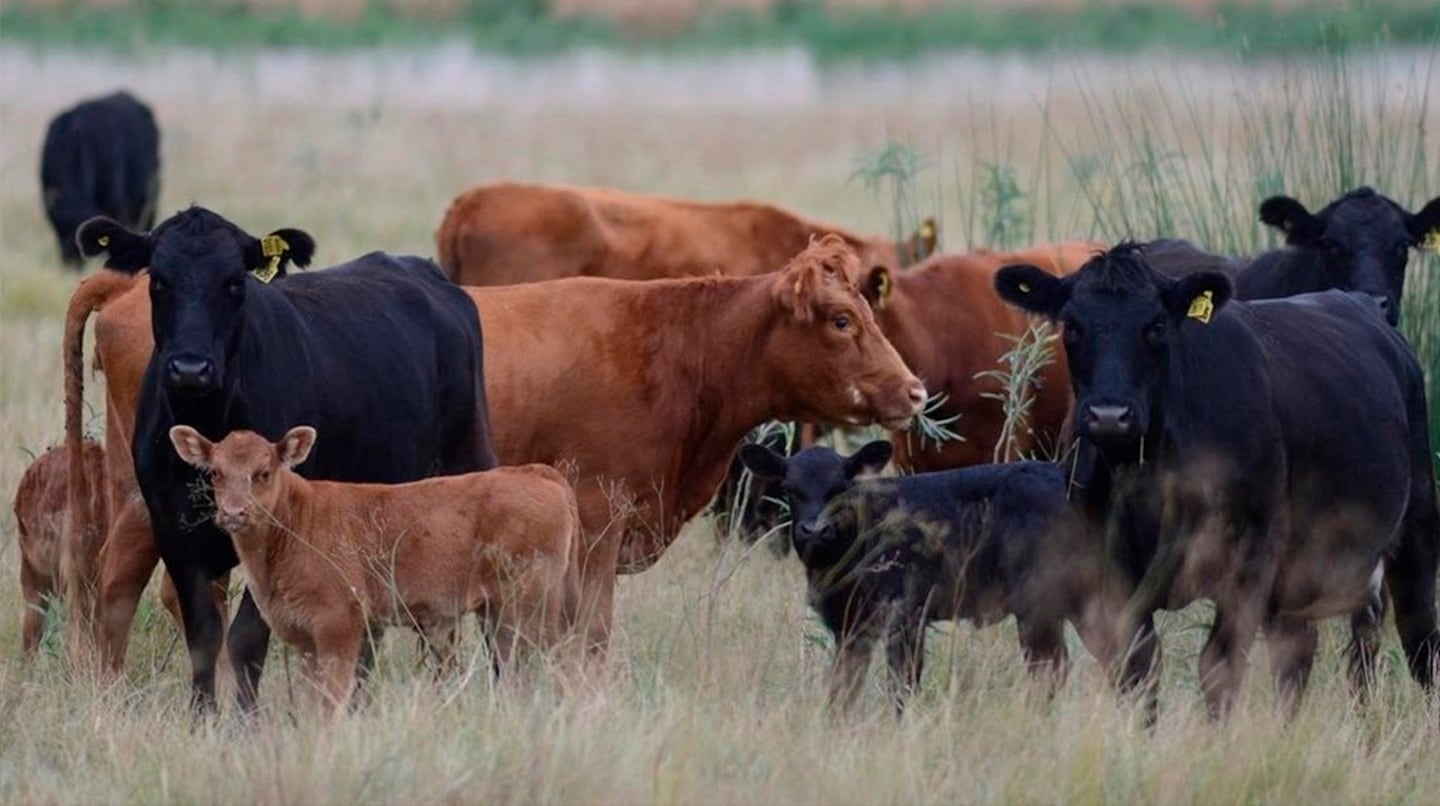 La salida de terneros de los campos de cría se desaceleró en mayo pero sigue alta la oferta ganadera este año