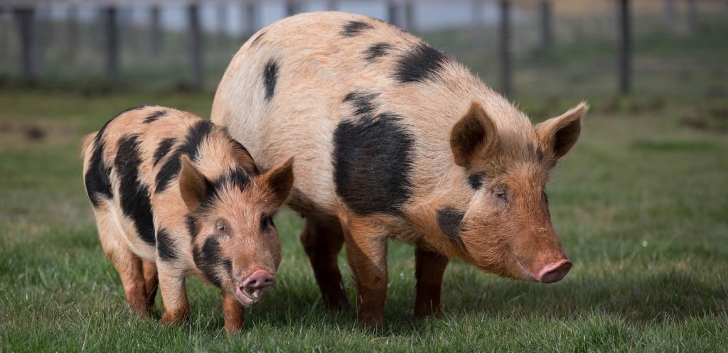El cerdo como motor del campo: Córdoba lidera la producción porcina en Argentina