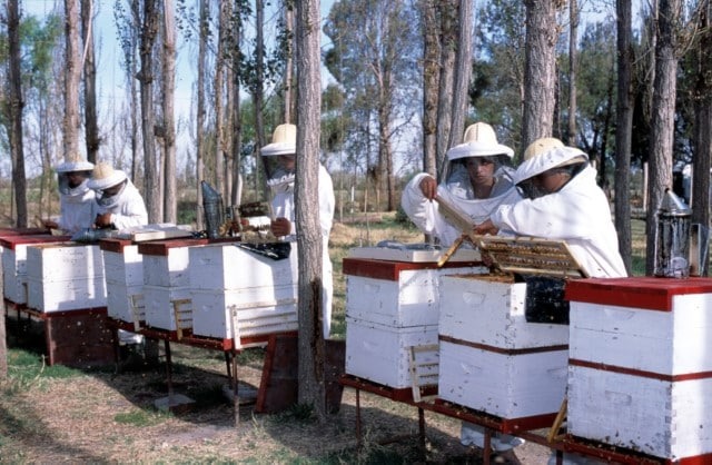  Alerta en las economías regionales: solo 3 de 19 sectores muestran señales positivas, según Coninagro