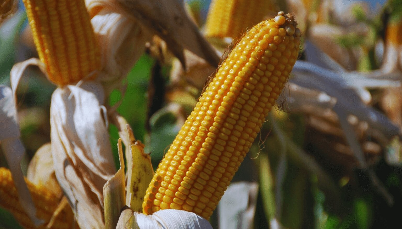 Vuelve la presión fiscal al agro: el campo pierde la esperanza de un cambio duradero