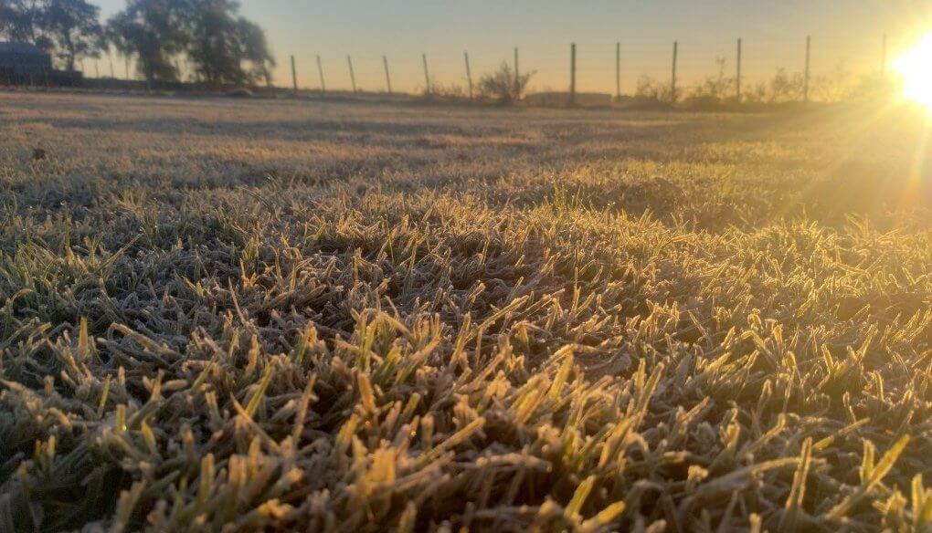 Las heladas traen una oportunidad clave para la siembra de trigo en la región núcleo