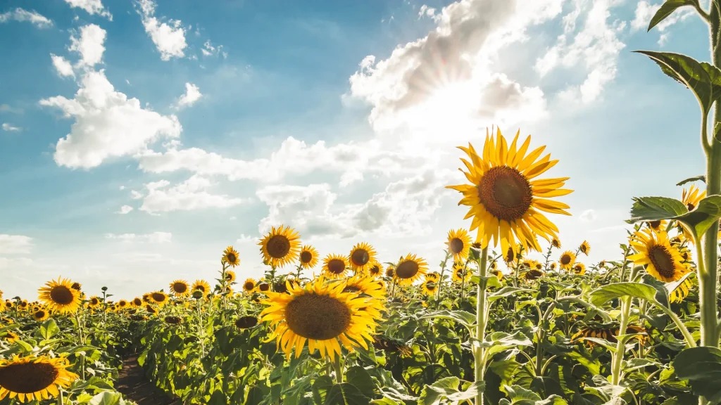 Girasol: protagonismo renovado y un mayor aporte de divisas
