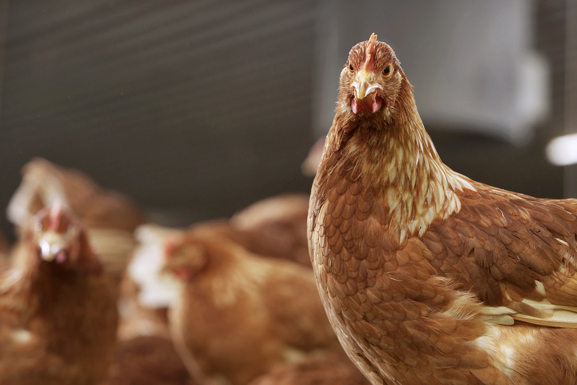 Carne de pollo: mitos, verdades y beneficios de un alimento clave