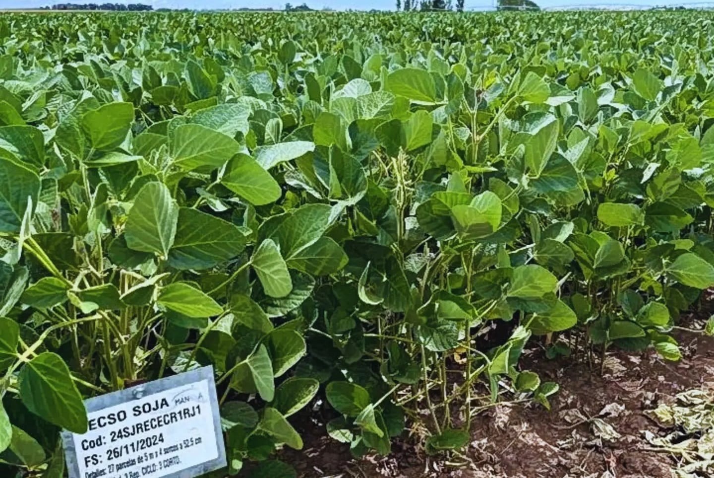Rindes superiores a 4200 kilos marcan la campaña de soja 2024/25
