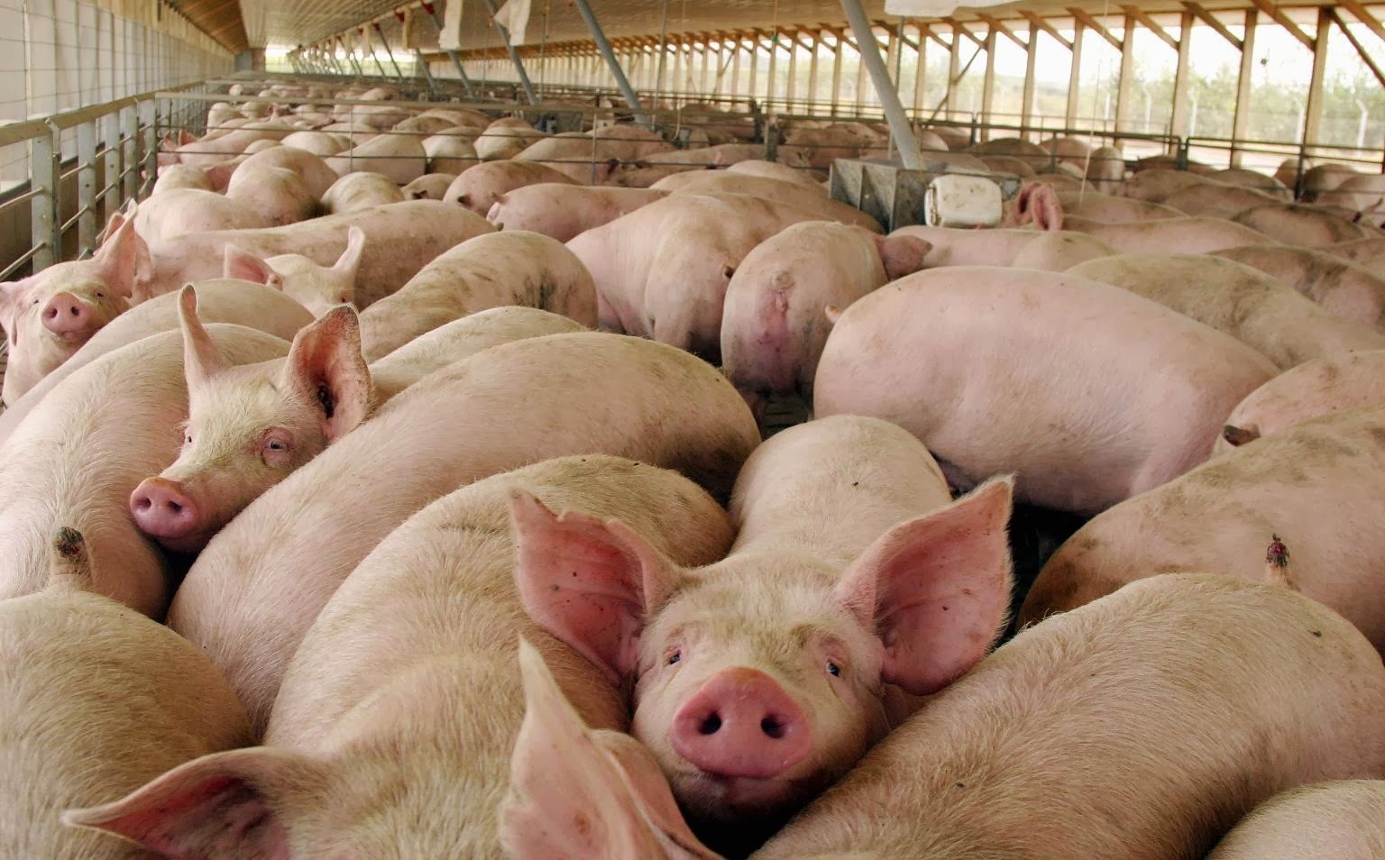 Clave de la semana: Carnes con semáforo en verde, un respiro en medio del alerta regional