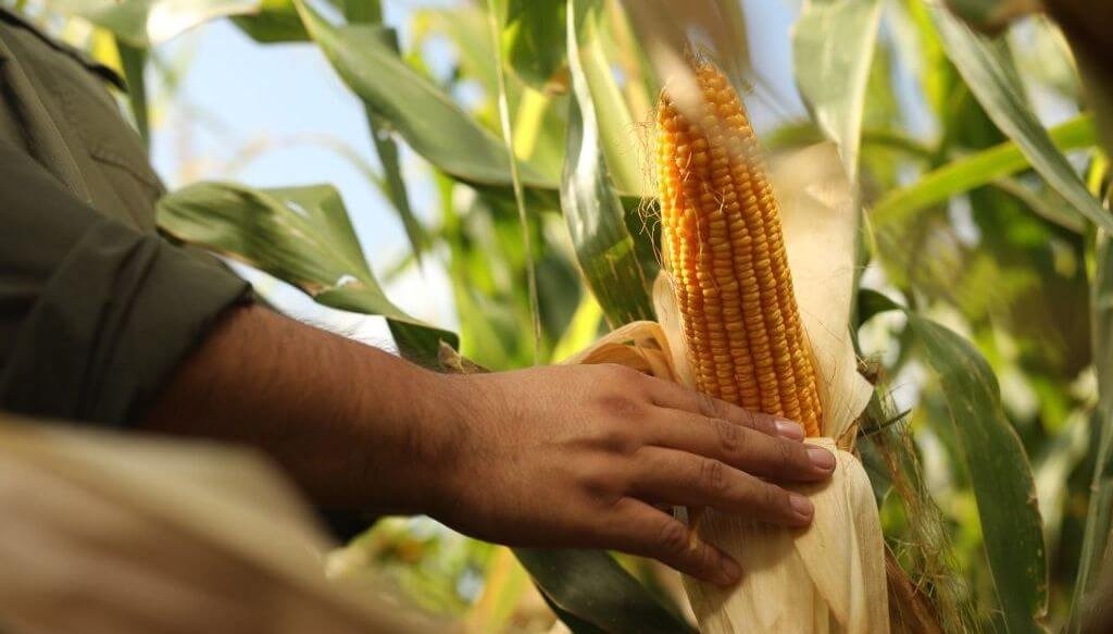 Siembra 2025/26: Córdoba confirma la recuperación del maíz y el “boom” del girasol