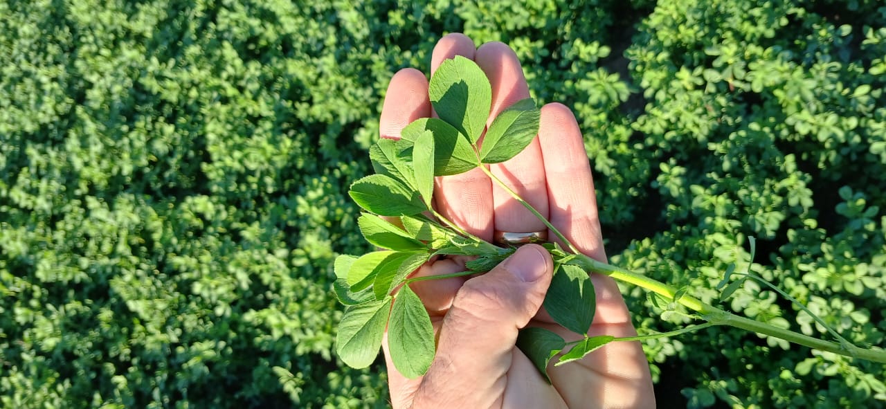 La alfalfa como protagonista en la vida de un productor cordobés 
