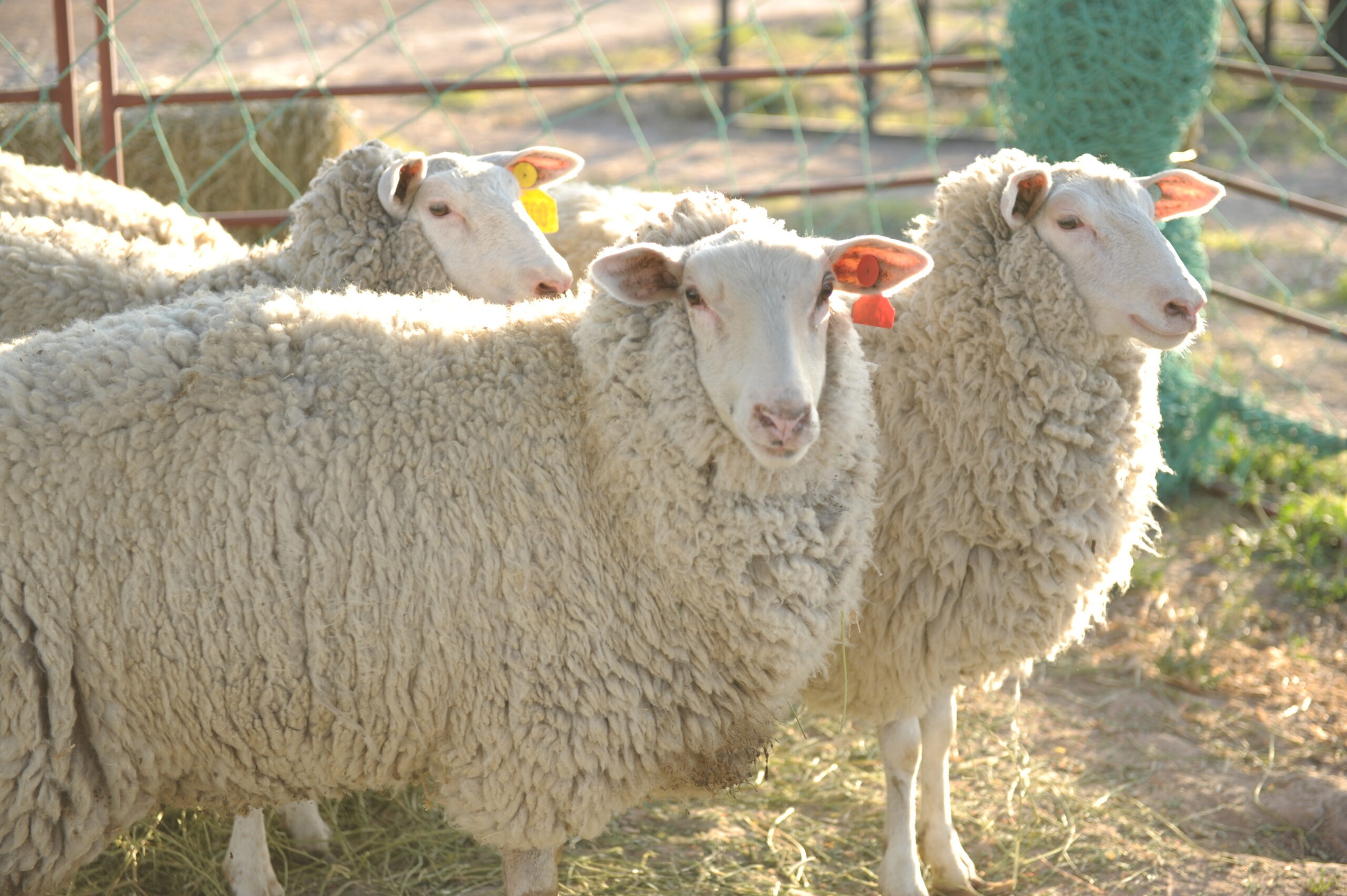 La carne ovina busca consolidarse como “la cuarta carne” en la mesa argentina