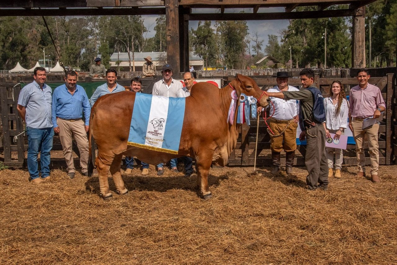 Jura de Brahman: la evolución es muy buena